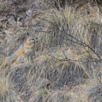 Northern Gray Fox (image by Mike Watson)