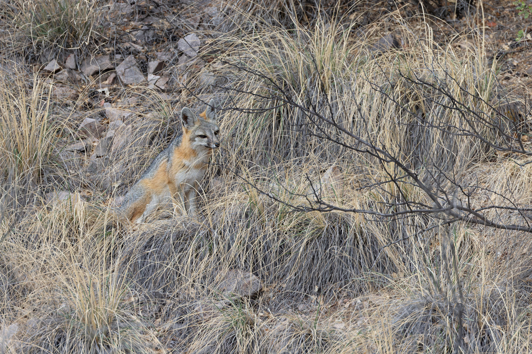 Northern Gray Fox (image by Mike Watson)