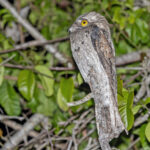 Northern Potoo (image by Pete Morris)