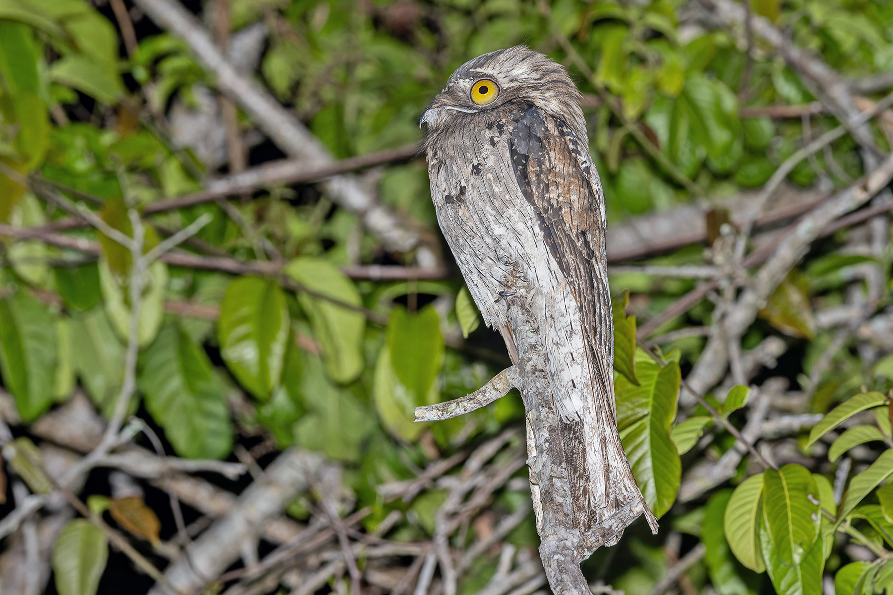 Northern Potoo (image by Pete Morris)