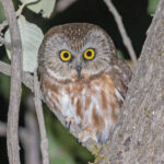 Northern Saw-whet Owl (image by Pete Morris)