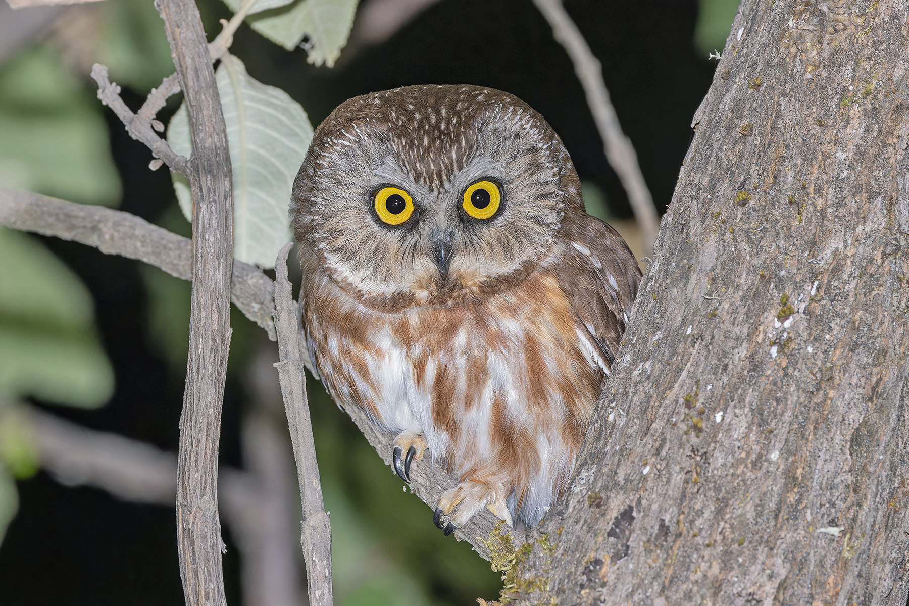 Northern Saw-whet Owl (image by Pete Morris)