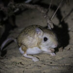 Northern Three-toed Jerboa (image by Trevor Ellery)