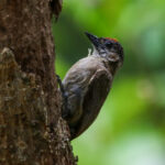 Olivaceous Piculet (image by Fito Downs)