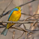 Orange-breasted Bunting (image by Pete Morris)