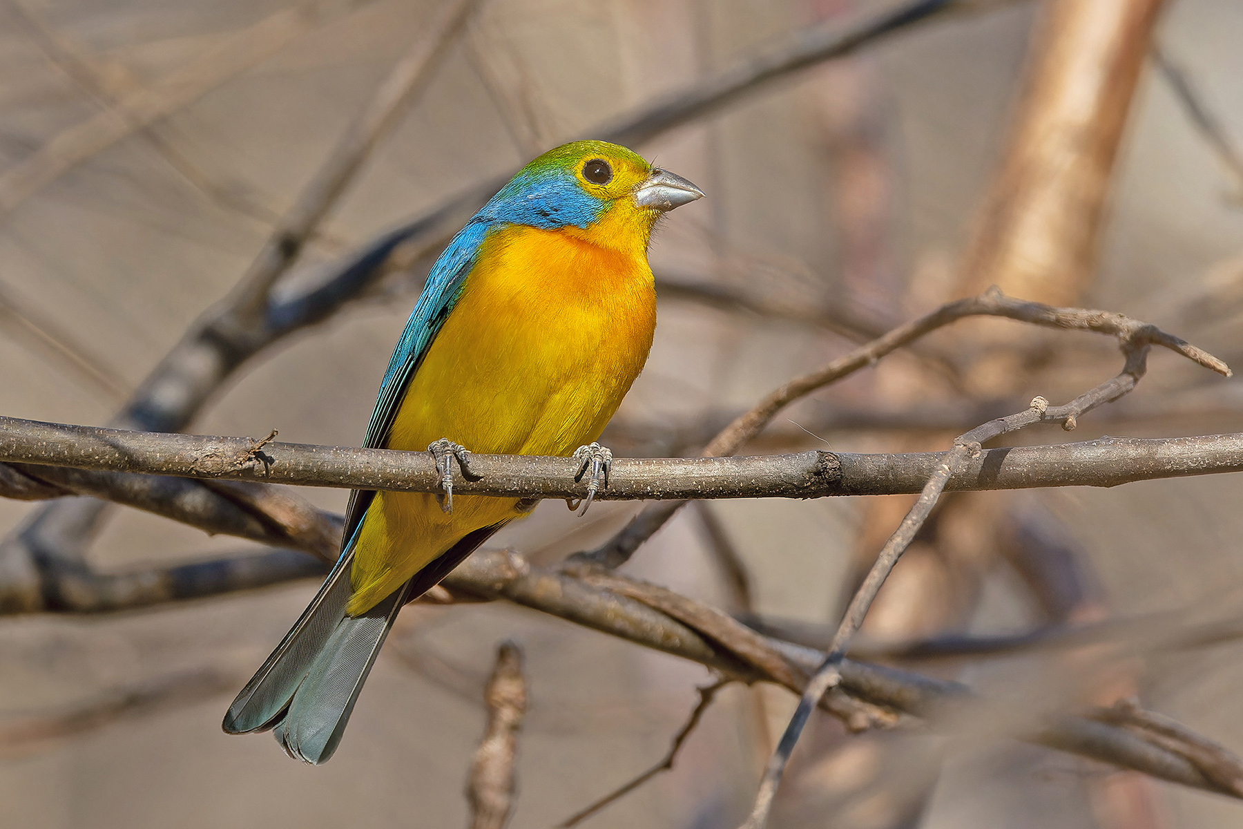 Orange-breasted Bunting (image by Pete Morris)