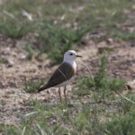 Oriental Plover (image by Trevor Ellery)