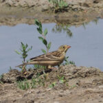 Ortolan Bunting (image by Mark Van Beirs)