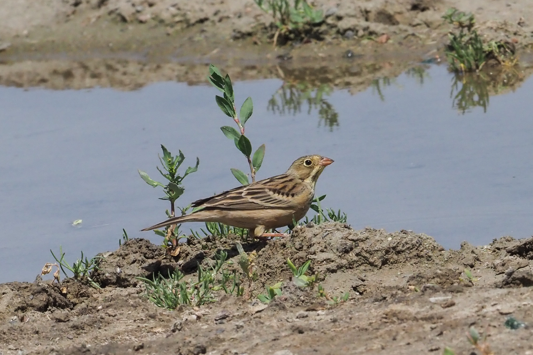 Ortolan Bunting (image by Mark Van Beirs)