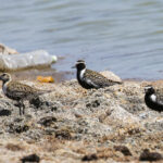 Pacific Golden Plovers (image by Trevor Ellery)