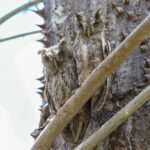 Pacific Screech Owl (image by Fito Downs)