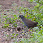 Paint-billed Crake (image by Mike Watson)