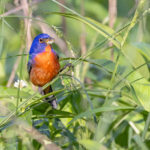 Painted Bunting (image by Mike Watson)