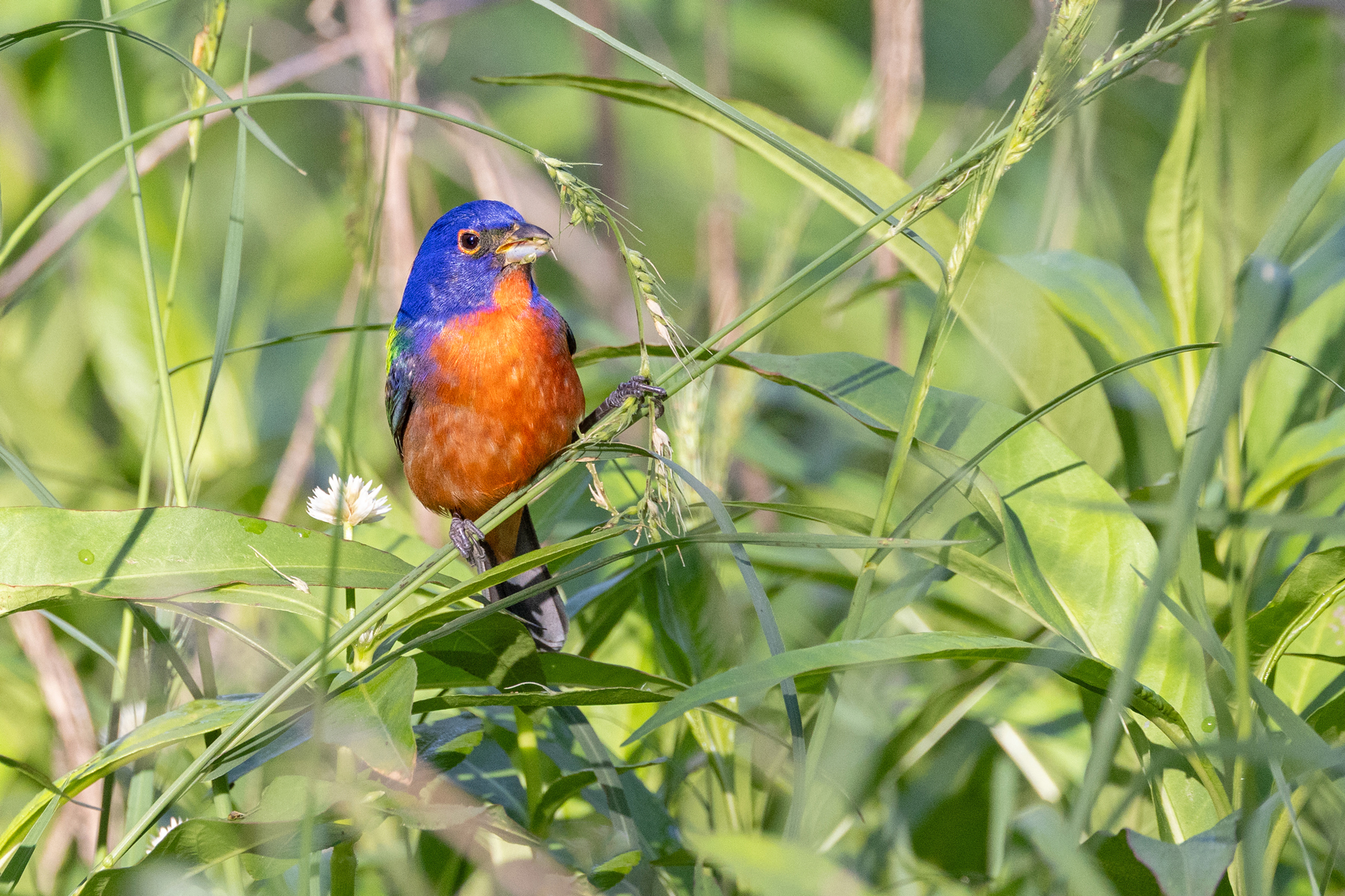 Painted Bunting (image by Mike Watson)