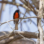 Painted Whitestart (image by Mike Watson)