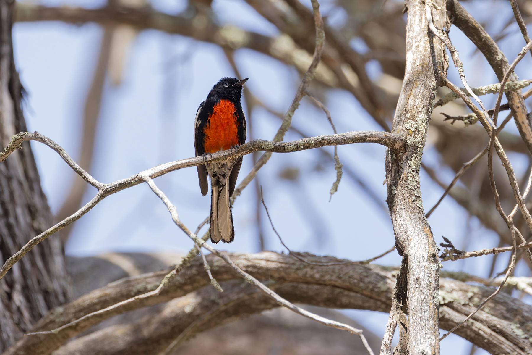 Painted Whitestart (image by Mike Watson)