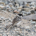 Pallas's Reed Bunting (image by Trevor Ellery)