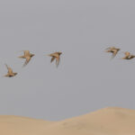 Pallas's Sandgrouse (image by Trevor Ellery)