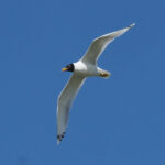Pallas's Gull (image by Mark Van Beirs)
