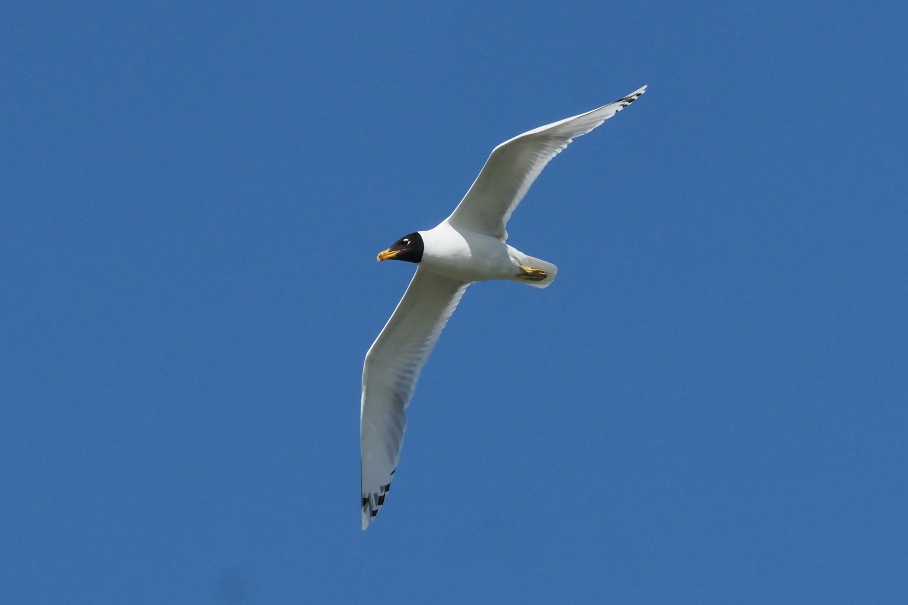 Pallas's Gull (image by Mark Van Beirs)