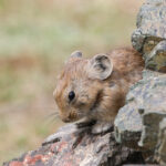 Pallas's Pika (image by Trevor Ellery)