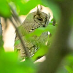 Pallid Scops Owl (image by Xueping & Stephan Popp)