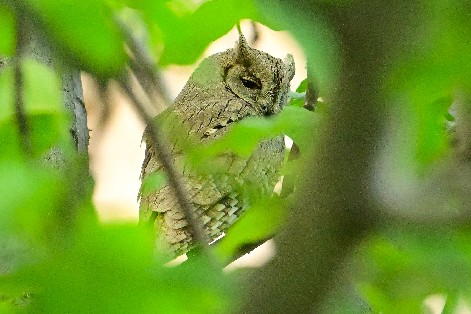 Pallid Scops Owl (image by Xueping & Stephan Popp)