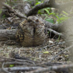 Pauraque (image by Mike Watson)