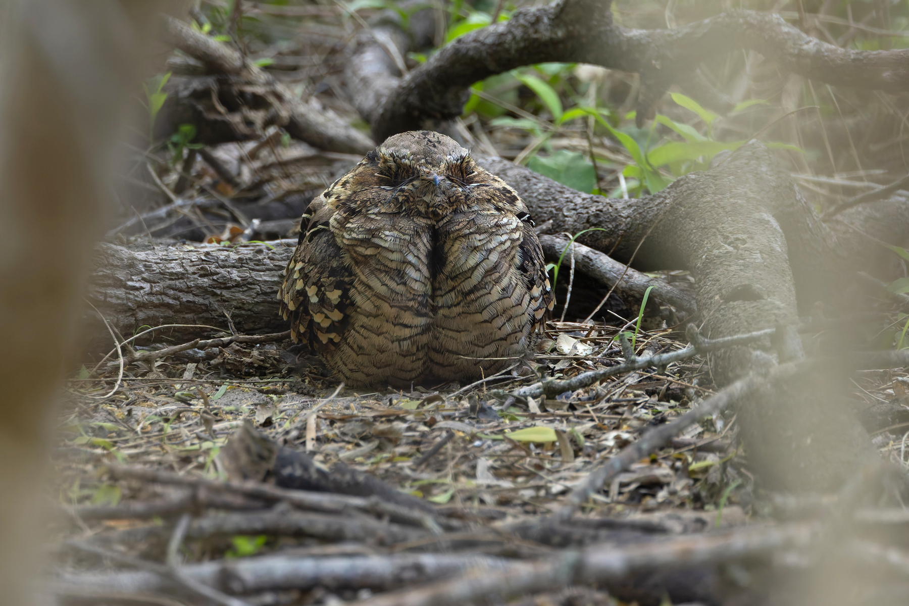 Pauraque (image by Mike Watson)