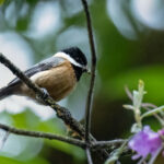 Pere David's Tit (image by Simon Mitchell)