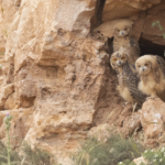 Pharaoh Eagle-Owl (image by Sjoerd Radstaak)