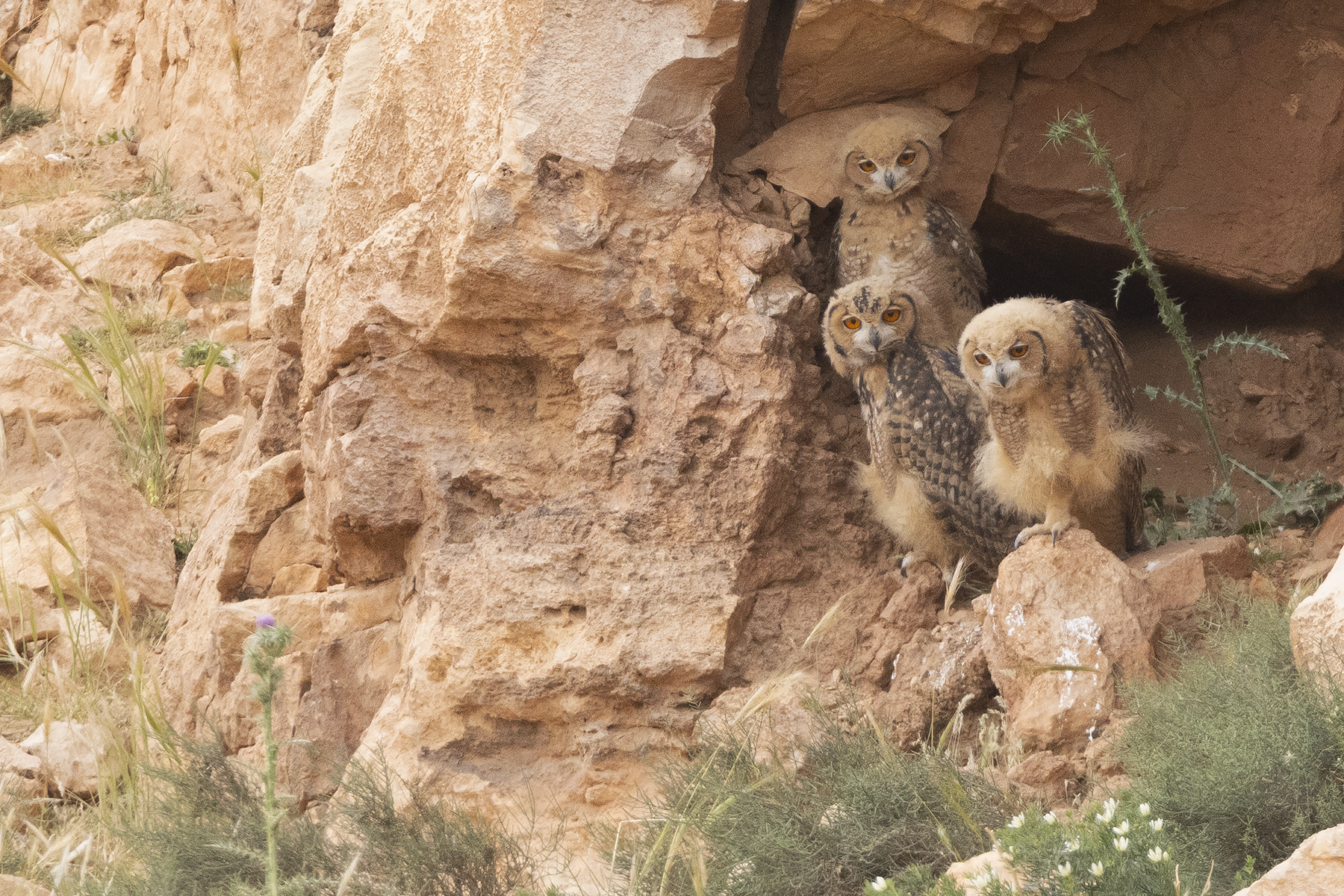 Pharaoh Eagle-Owl (image by Sjoerd Radstaak)