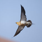 Pin-tailed Sandgrouse (image by Martin Hale)