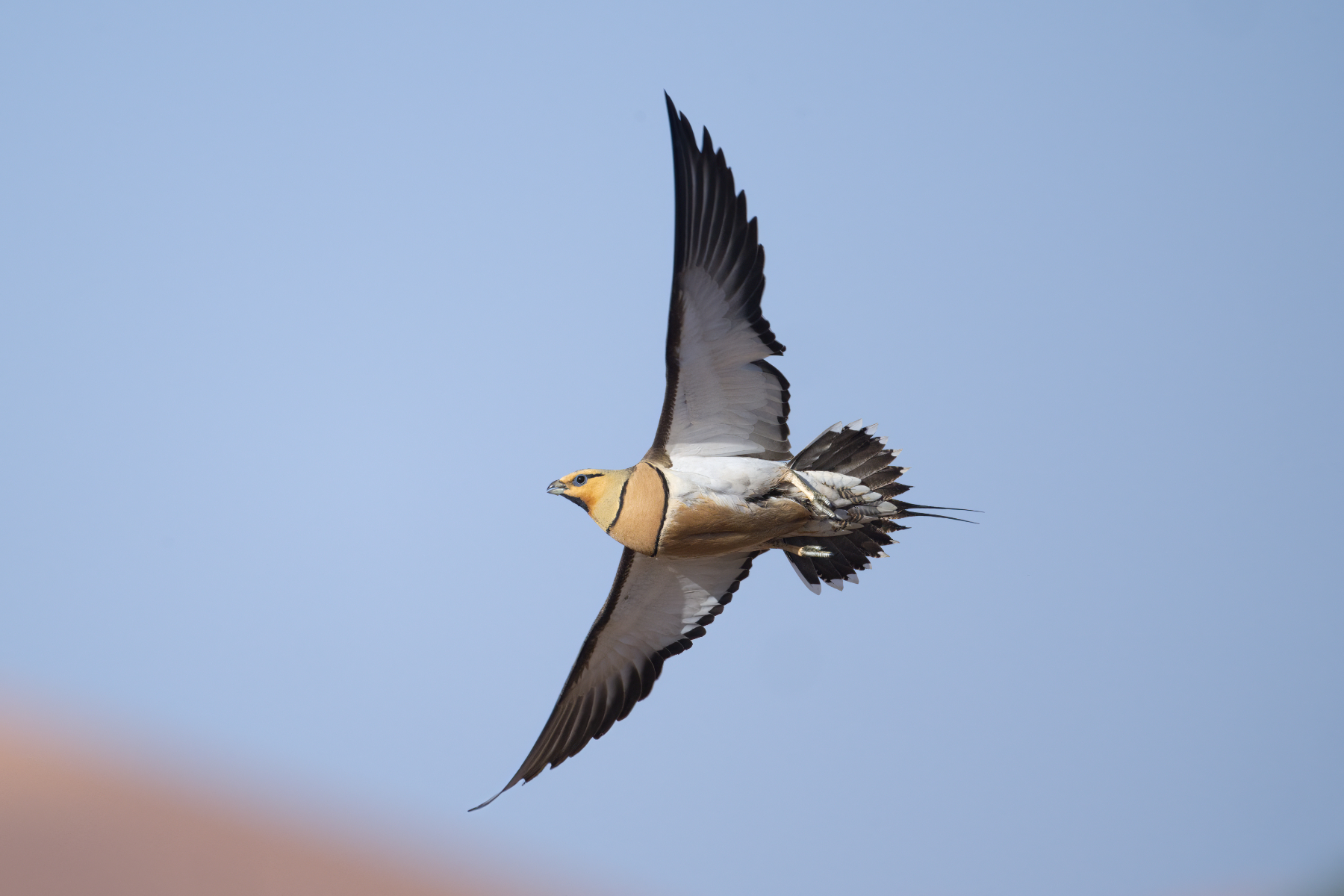 Pin-tailed Sandgrouse (image by Martin Hale)