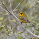 Prairie Warbler (image by Mike Watson)