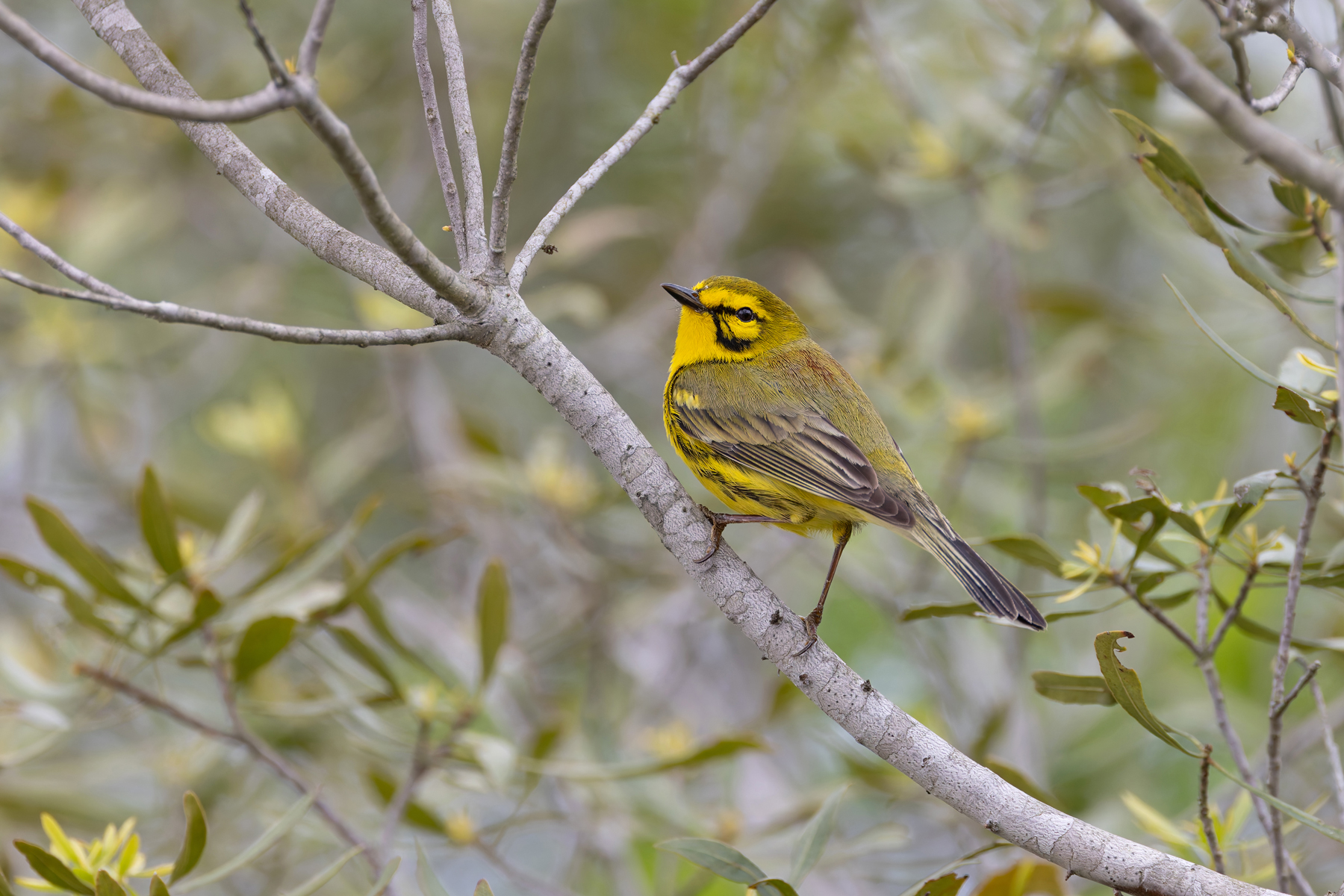 Prairie Warbler (image by Mike Watson)