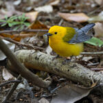 Prothonotary Warbler (image by Mike Watson)