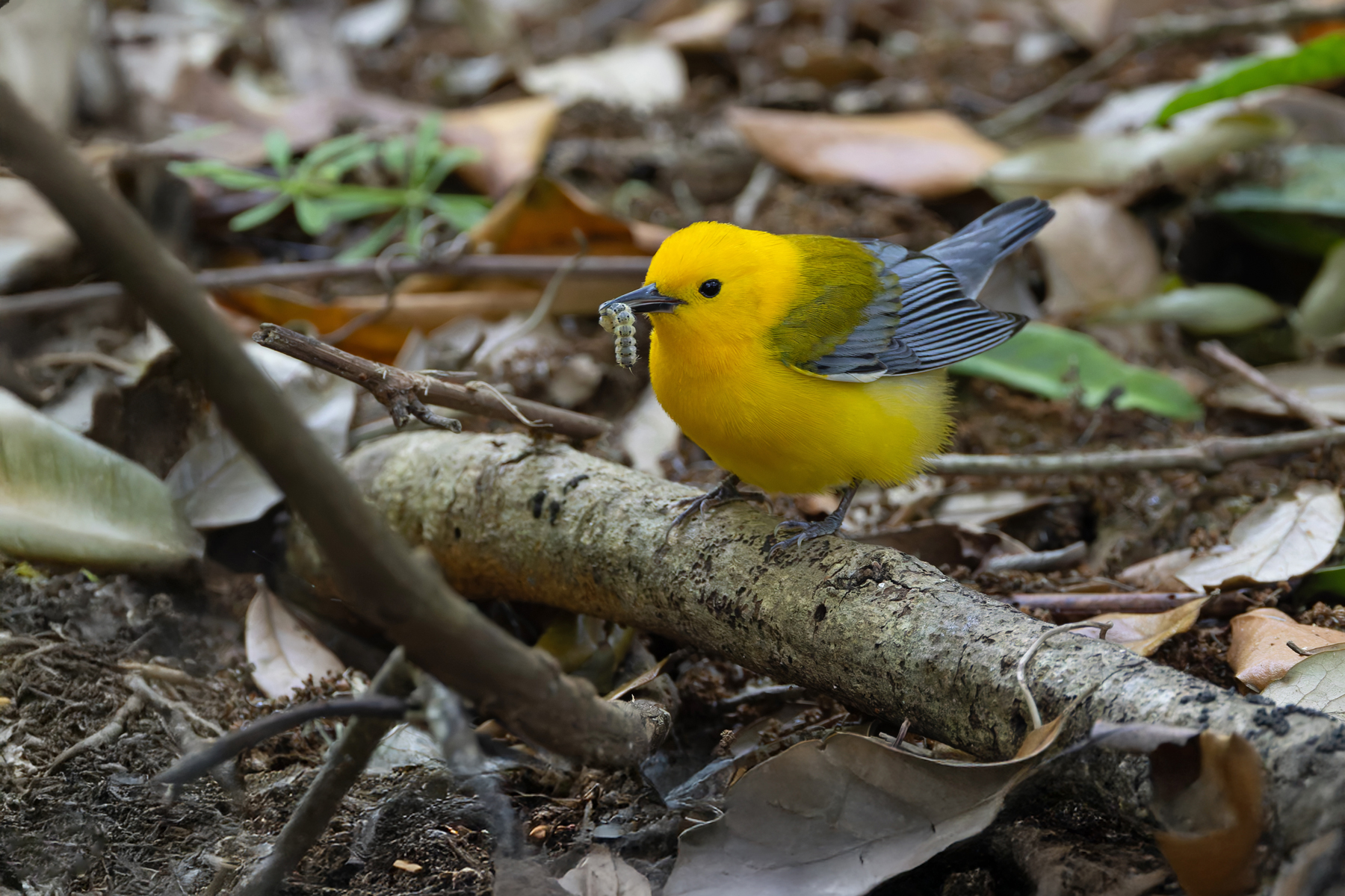 Prothonotary Warbler (image by Mike Watson)