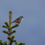 Przevalski's Nuthatch (image by Simon Mitchell)