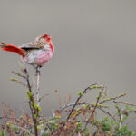 Przevalski's Pinktail (image by Simon Mitchell)