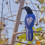 Purplish-backed Jay (image by Pete Morris)