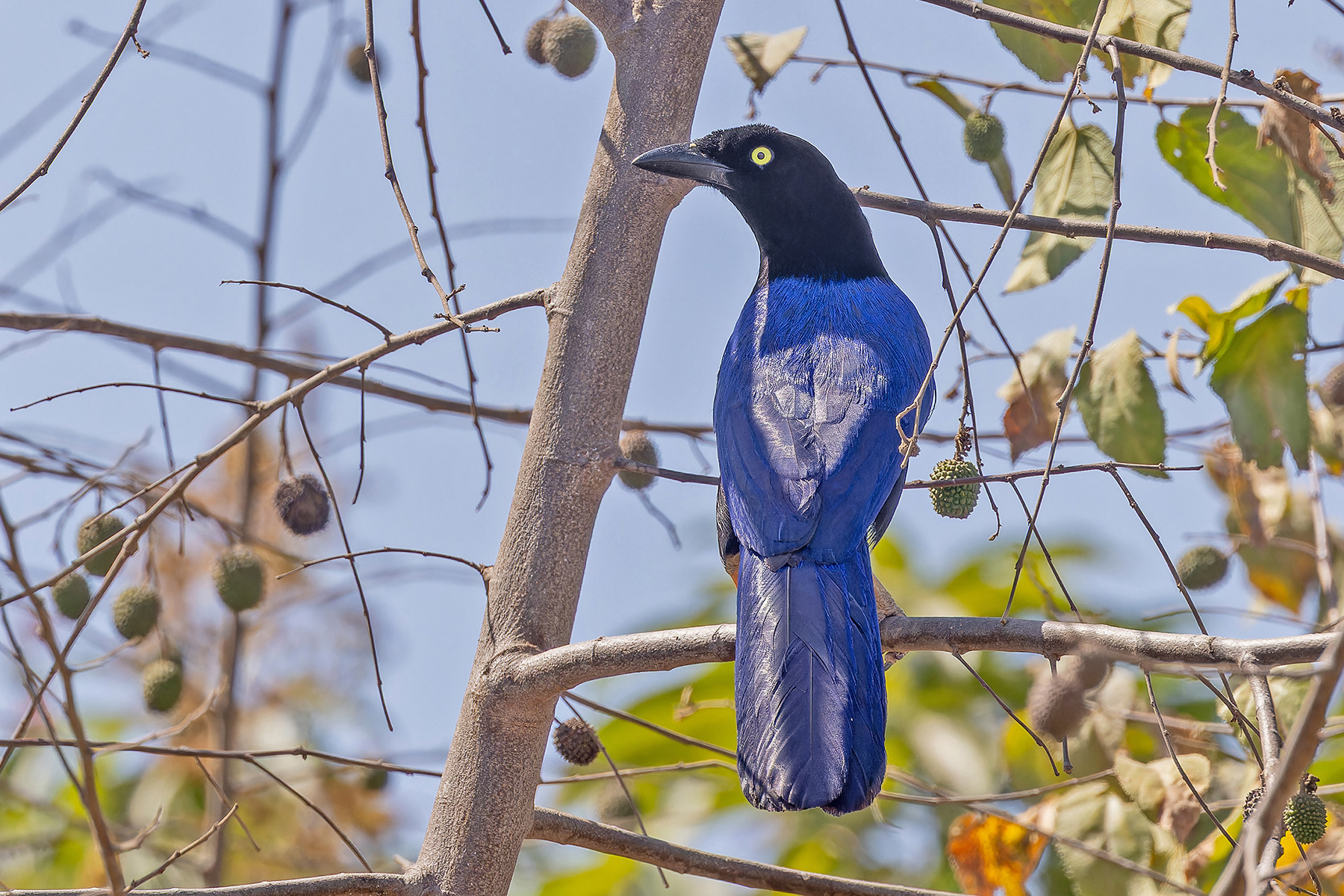 Purplish-backed Jay (image by Pete Morris)