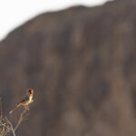 Pyrrhuloxia (image by Mike Watson)