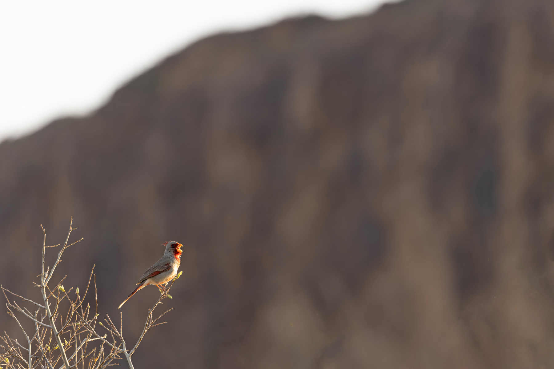 Pyrrhuloxia (image by Mike Watson)