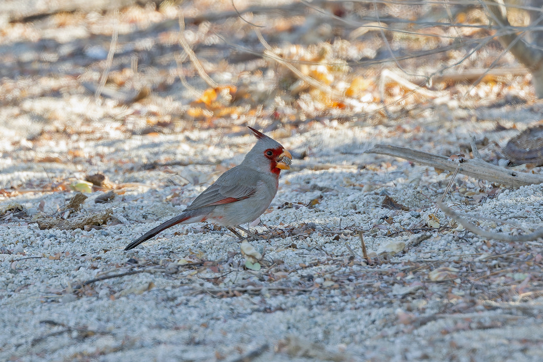 Pyrruloxia (image by Pete Morris)