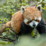 Red Panda (image by Simon Mitchell)