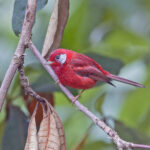 Red Warbler (image by Pete Morris)
