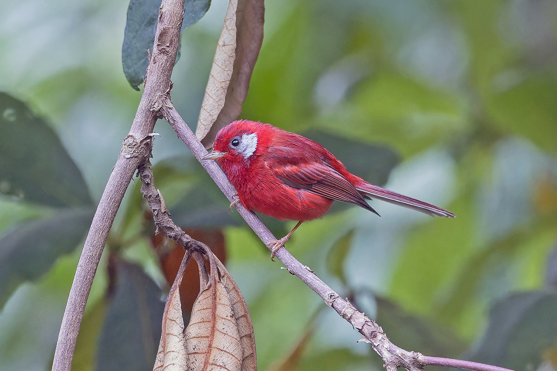 Red Warbler (image by Pete Morris)