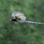 Red-billed Blue Magpie (image by Simon Mitchell)