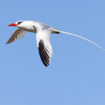 Red-billed Tropicbird (image by Mike Watson)